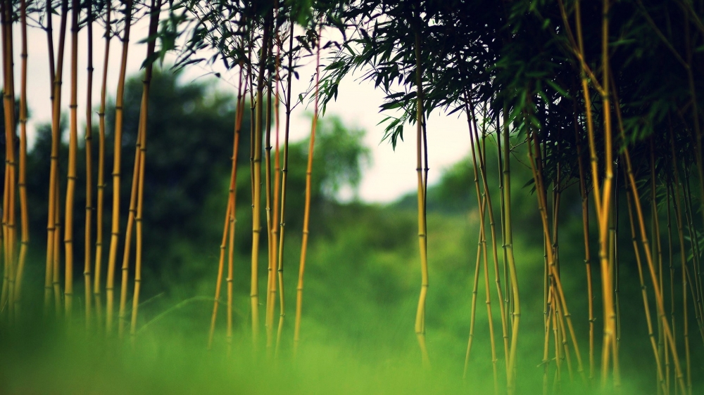 竹林图片绿色护眼风景壁纸