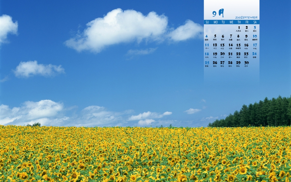 2016年9月日历阳光下的向日葵花朵高清桌面壁纸