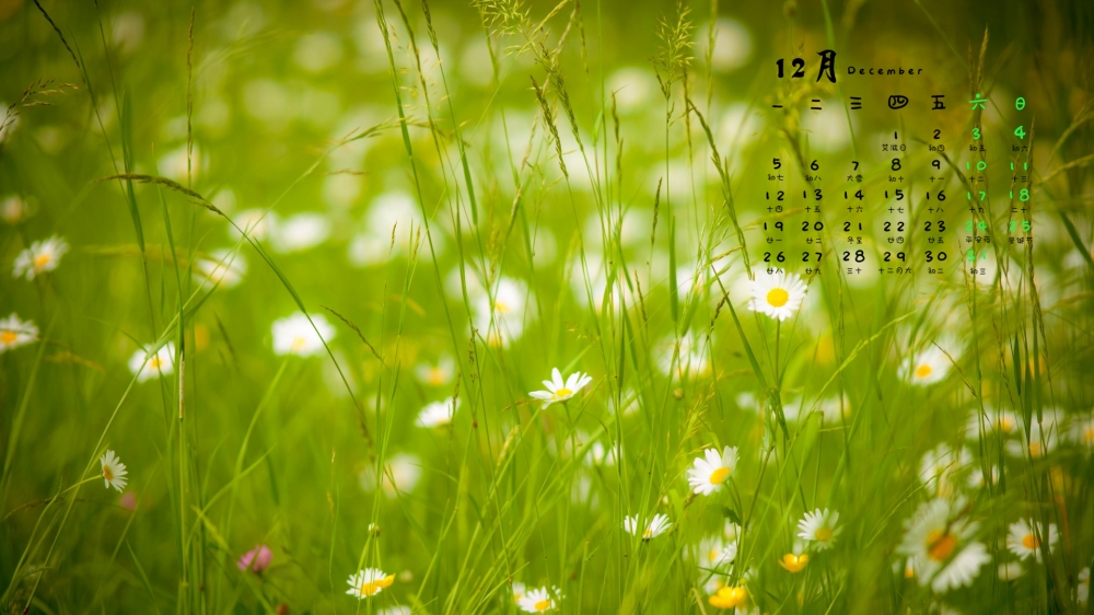 2016年12月日历清新甘菊花花瓣电脑桌面壁纸