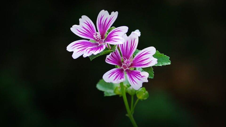 锦葵花电脑高清壁纸