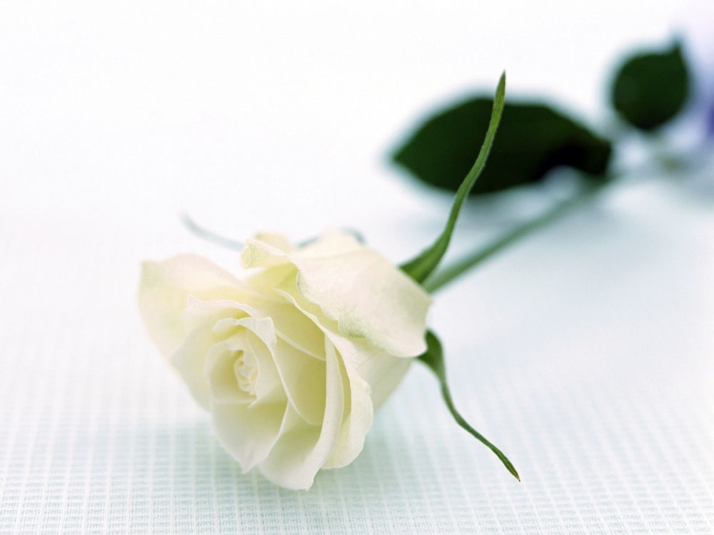 白色玫瑰桌面壁纸