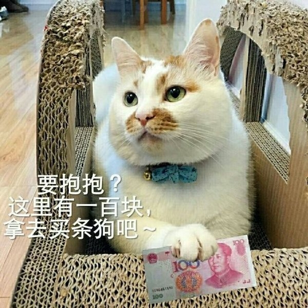 一条萌猫可爱表情包合集