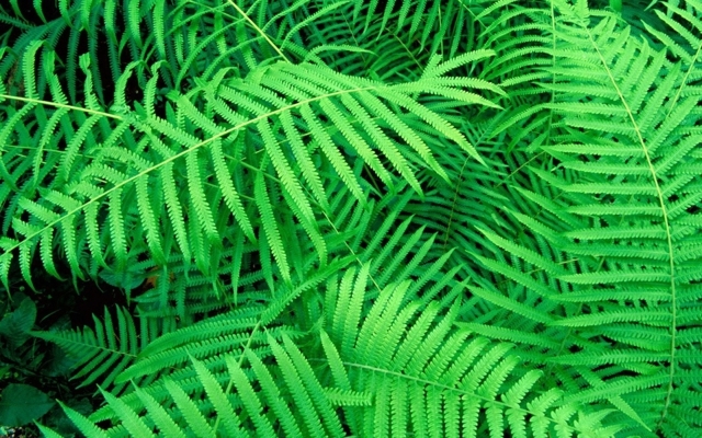 小清新绿色植物护眼电脑壁纸图片