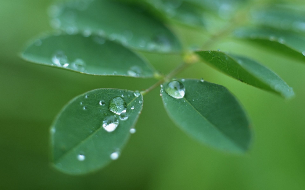 绿色树叶高清植物护眼壁纸大全
