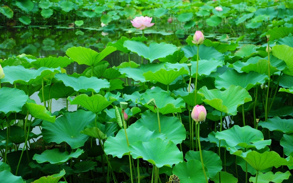 唯美七月荷花近距离拍摄高清花卉壁纸