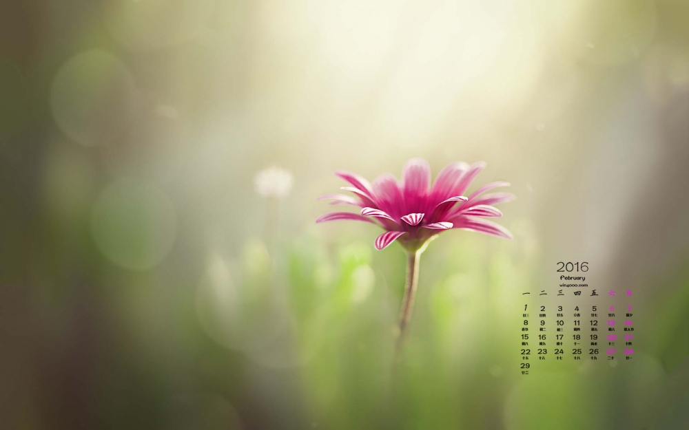2016年2月日历绿色植物护眼桌面壁纸