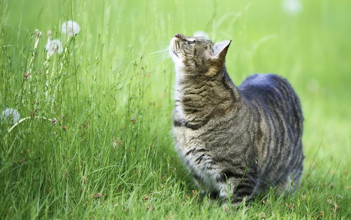 可爱的虎斑猫高清壁纸 1920x1200【10】