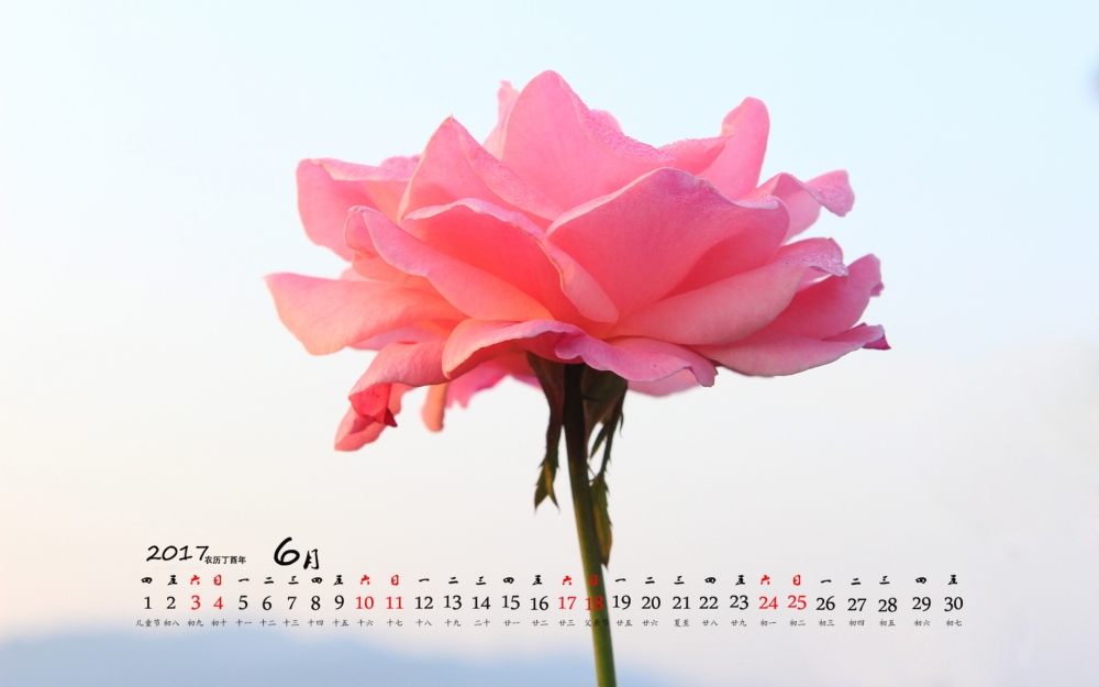 2017年6月芳香馥郁的月季花高清日历壁纸
