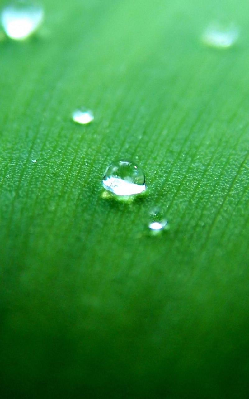 好看绿色植物高清手机壁纸第二辑