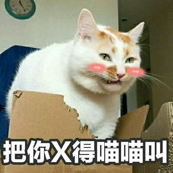 一条萌猫可爱表情包合集