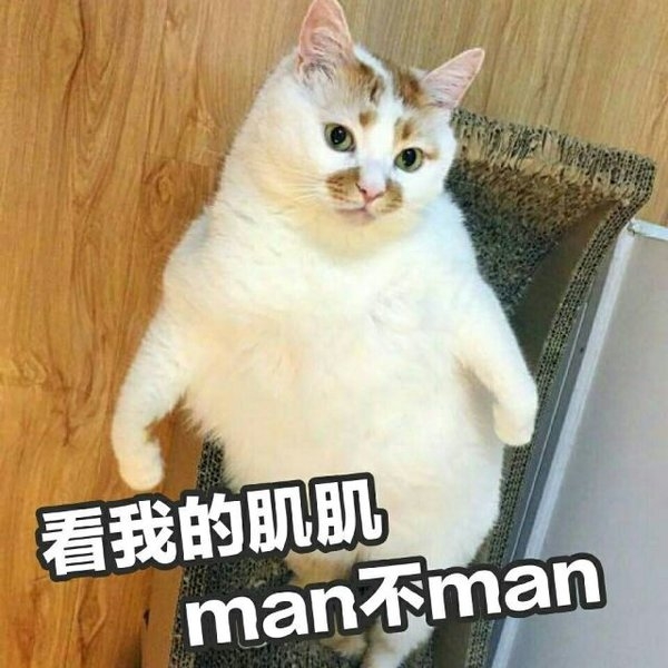 一条萌猫可爱表情包合集