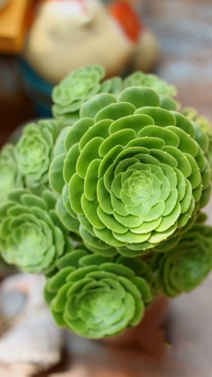 清新系多肉植物