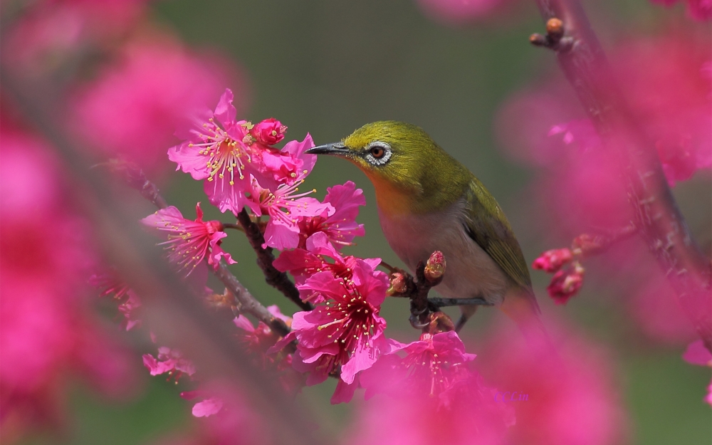 鸟儿的叫声欢迎春天高清桌面壁纸