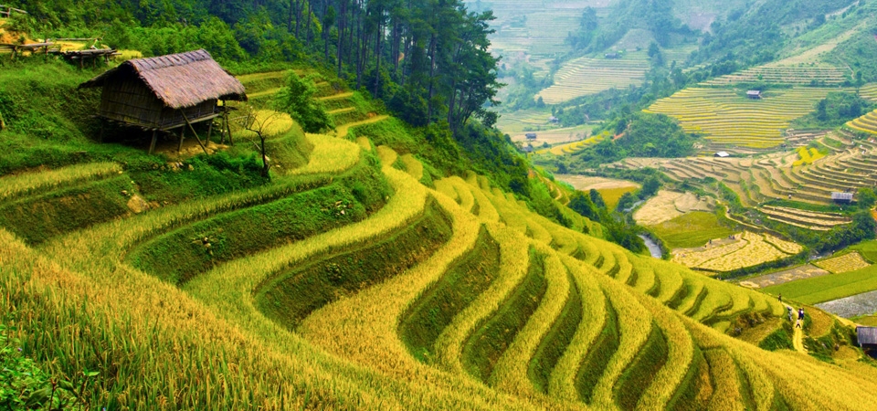 家乡，山区，田园，梯田，水稻田，丰收的季节，树木，房子，风景桌面壁纸
