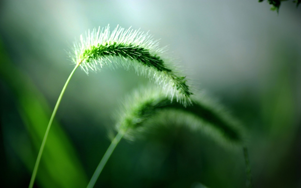 护眼植物清新图片