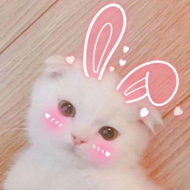 喵~给抱吗