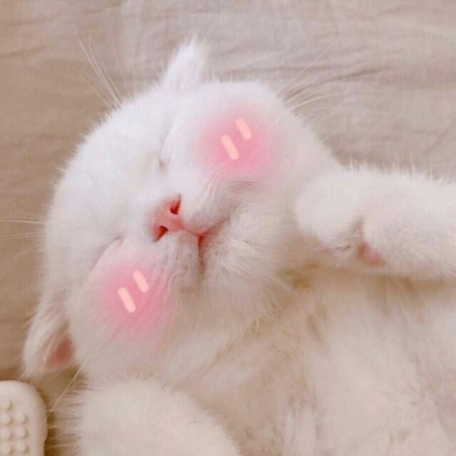 喵~给抱吗