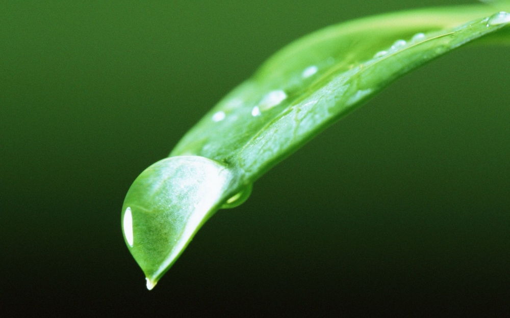 绿色树叶高清植物护眼壁纸大全