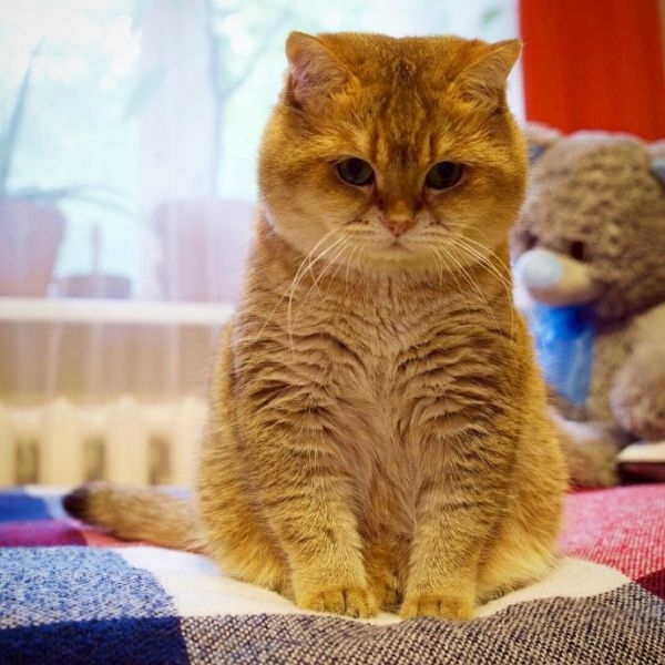 大肥猫Hosico ​​​​