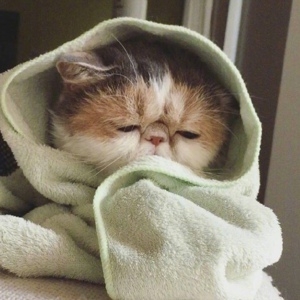 可爱猫咪日系养眼头像