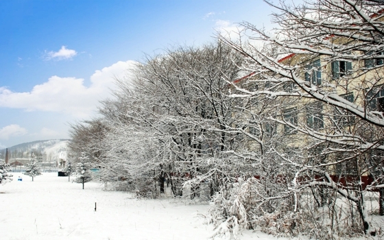 冬天森林雪景图片