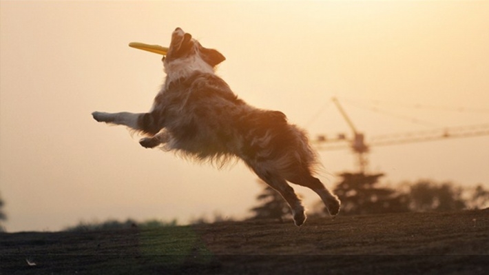 澳洲牧羊犬壁纸图片大全