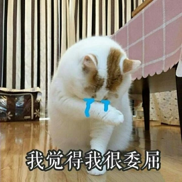 一条萌猫可爱表情包合集