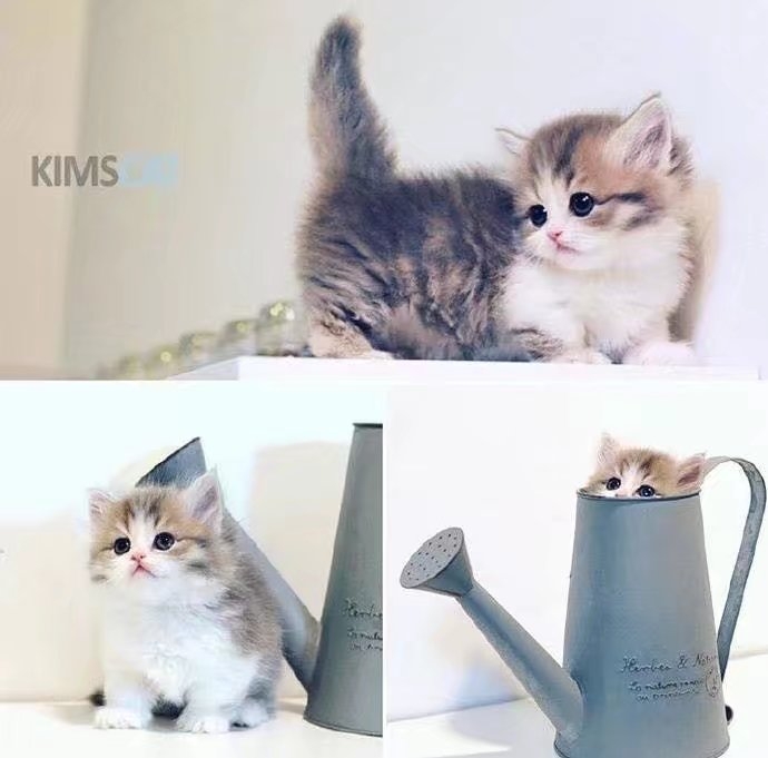 小心心都给你❤