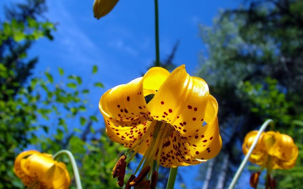 精选清新迷人百合花高清花草图片