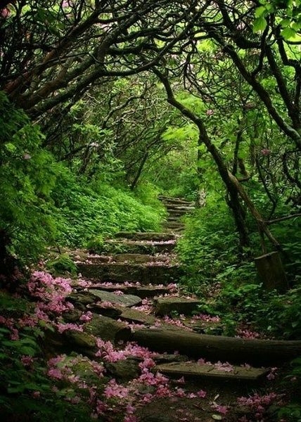 花花世界 唯美风景图片