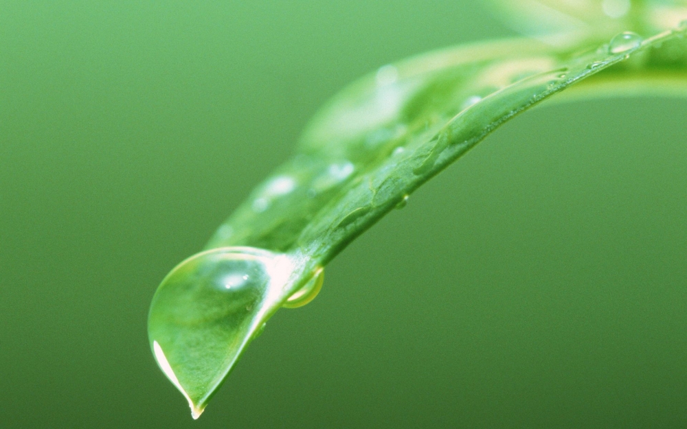 绿色树叶高清植物护眼壁纸大全