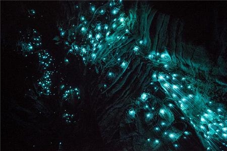 萤火虫溶洞唯美图片 新西兰萤火虫洞