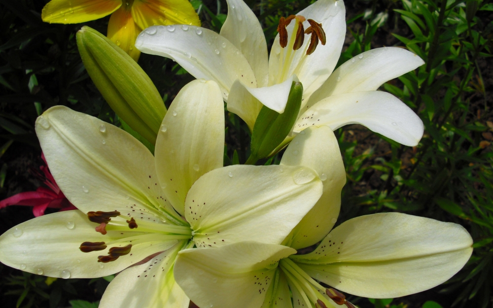 精选清新迷人百合花高清花草图片
