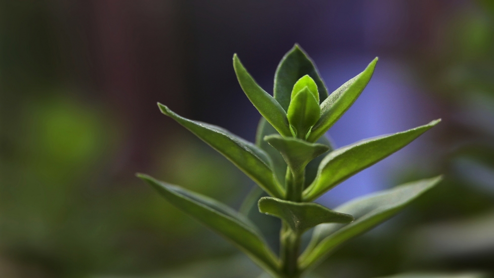 精选高清唯美花花草草桌面壁纸 第一辑