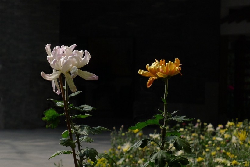 茂盛菊花图片