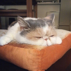 可爱猫咪日系养眼头像