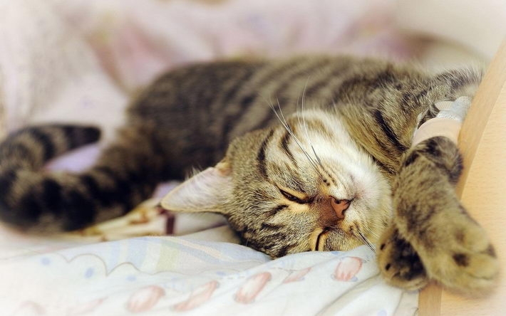 可爱的虎斑猫高清壁纸 1920x1200【10】