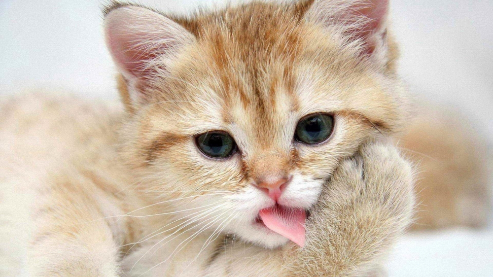 呆萌可爱的小猫咪电脑壁纸