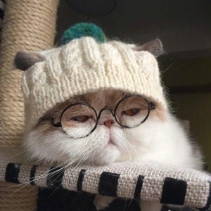可爱猫咪日系养眼头像