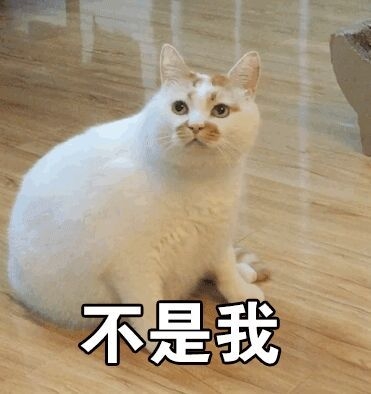 一条萌猫可爱表情包合集