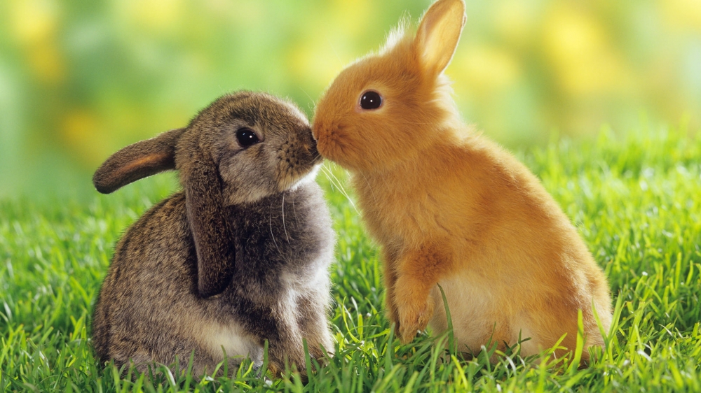 草地上正在亲嘴的萌兔子桌面壁纸