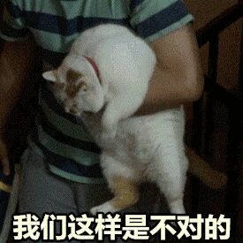 一条萌猫可爱表情包合集