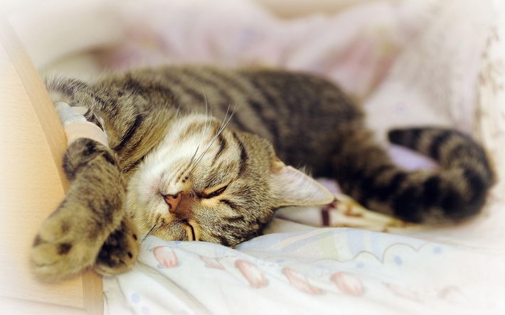 可爱的虎斑猫高清壁纸 1920x1200【10】