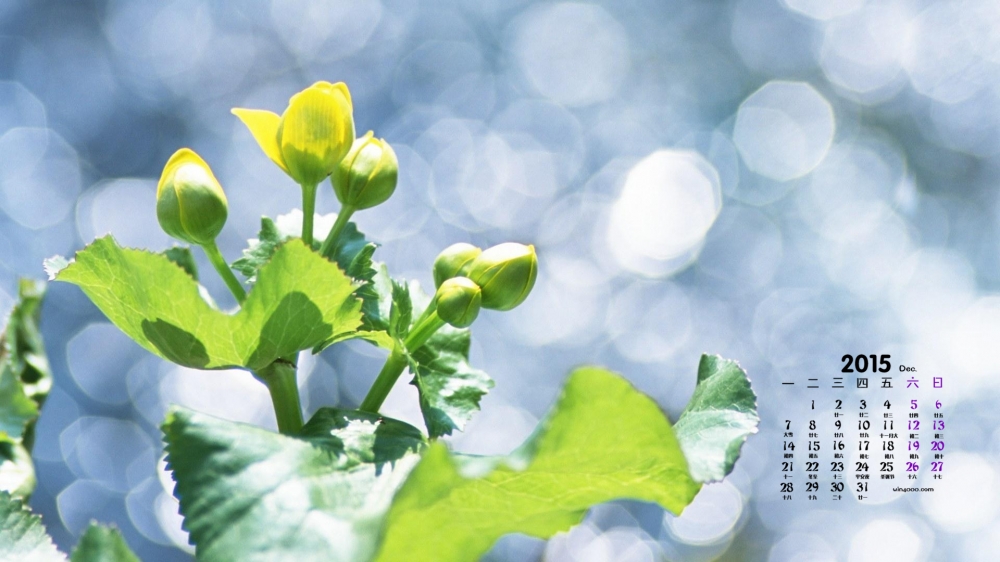 2015年12月日历高清绿色植物唯美图片电脑壁纸1下载