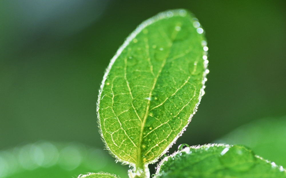 绿色树叶高清植物护眼壁纸大全