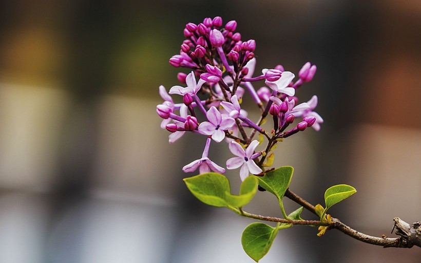 紫色的丁香花图片