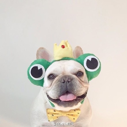 叼烟：汪星人时装秀.
