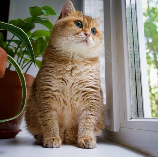 大肥猫Hosico ​​​​