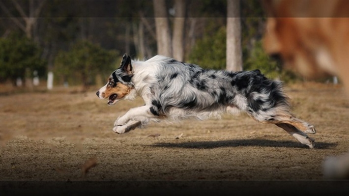 澳洲牧羊犬壁纸图片大全