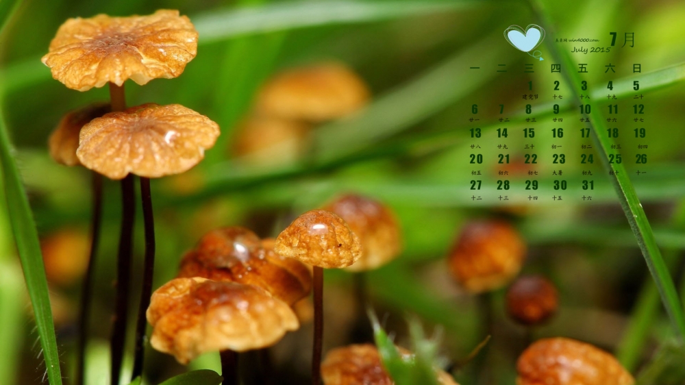 2015年7月日历精选绿色护眼蘑菇花朵桌面壁纸下载